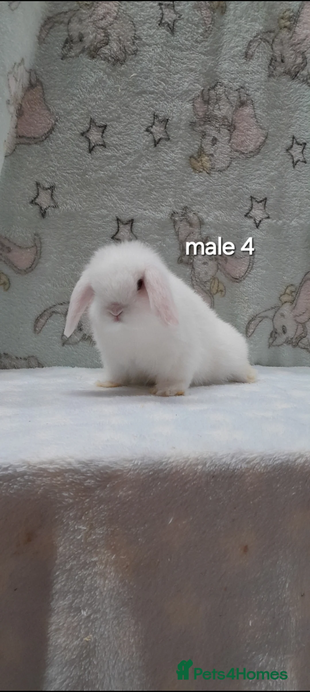 Mini Lop rabbits for sale: Superfriendly purebred mini lops - Advert 1