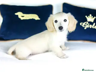 Miniature Dachshund dogs KC Registered Longhair Cream Miniature Dachshund - Advert 3