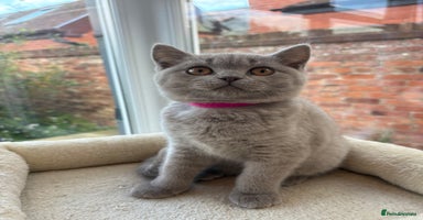 British Shorthair cats - Advert 12