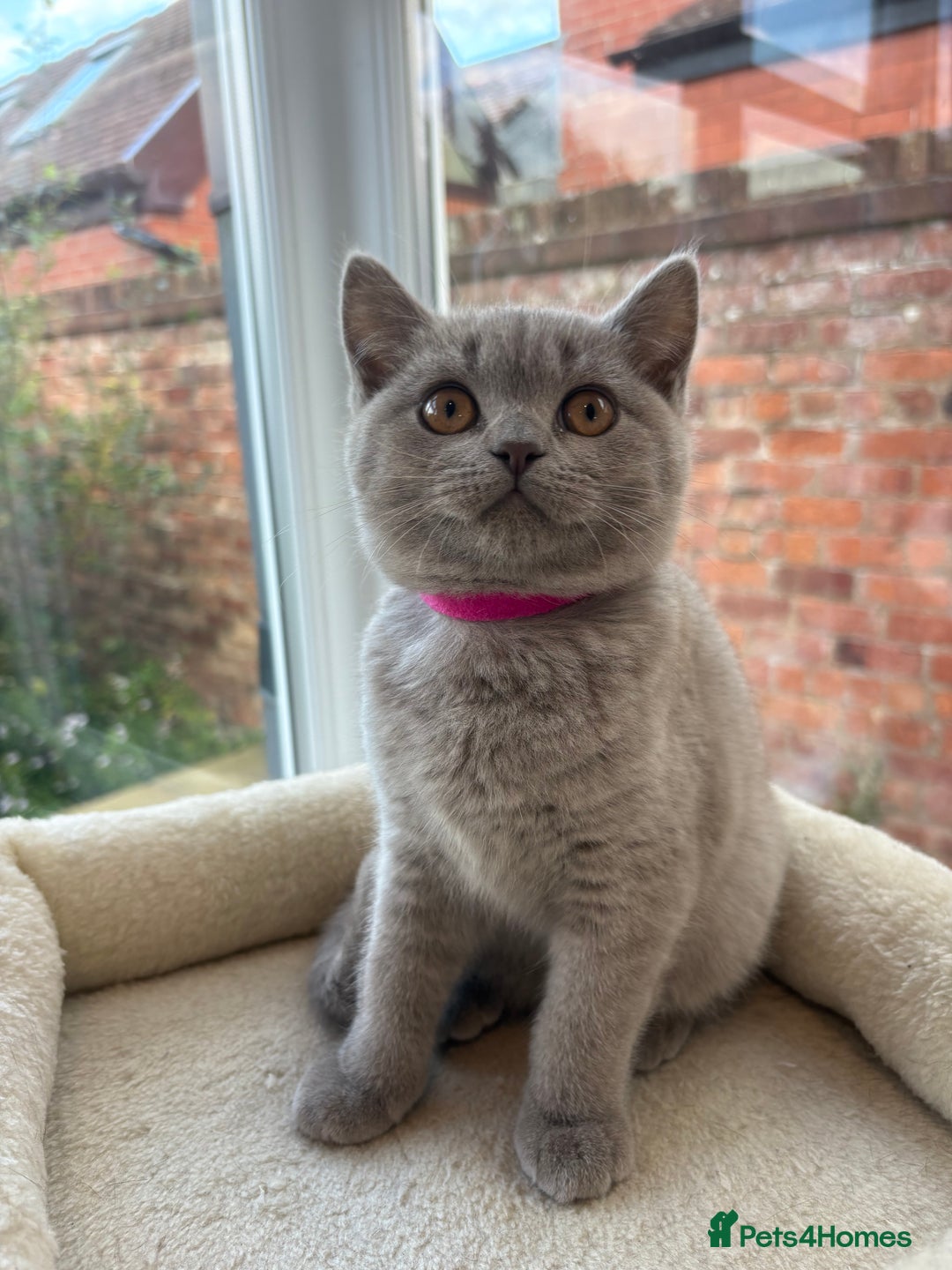 British Shorthair cats for sale: Beautiful BSH kittens- 1 boy remaining! REDUCED 🐾 - Image 2