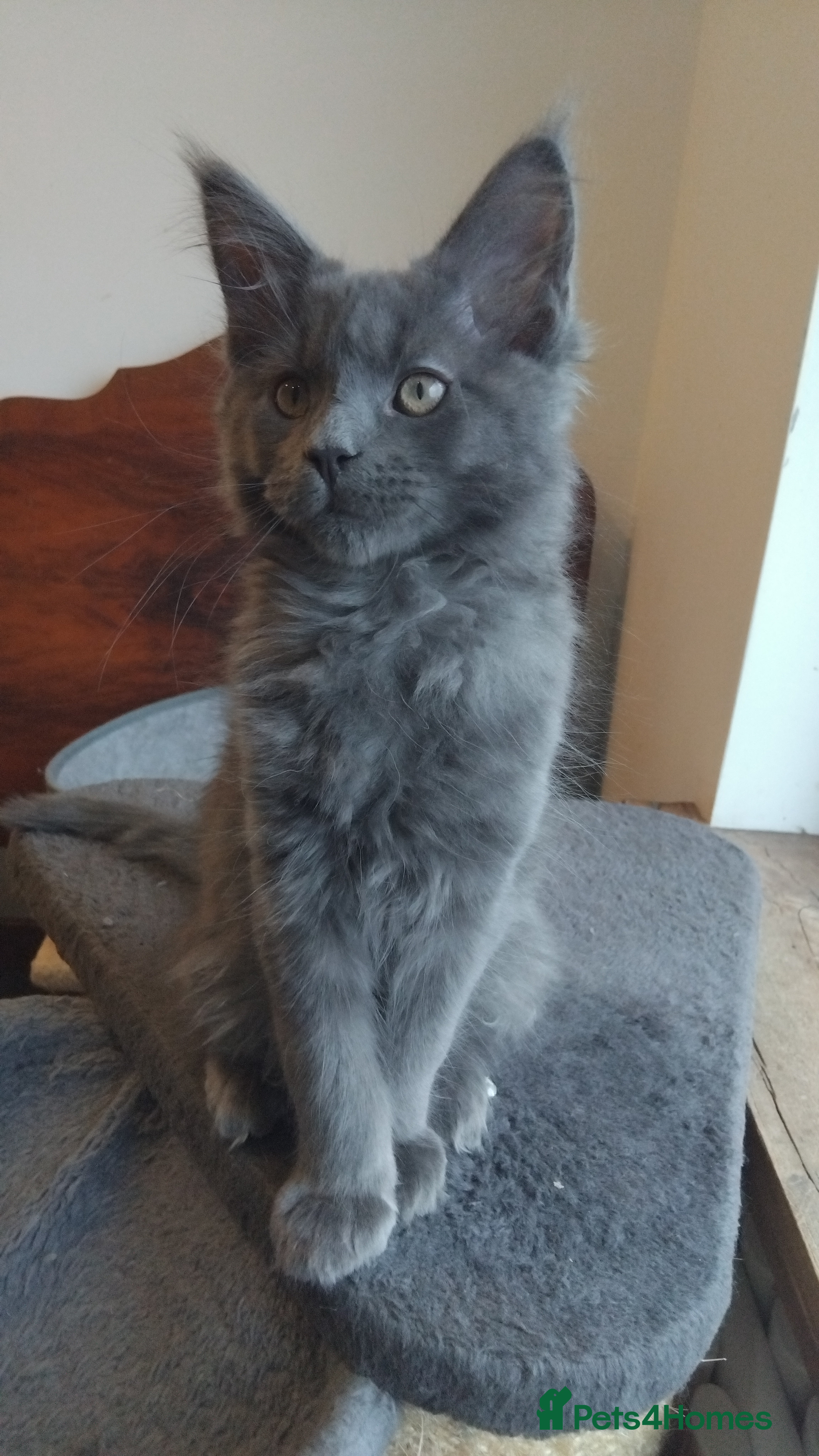 Maine Coon cats  Maine coons kittens GCCF . Blue ( grey ) male  - Advert 12