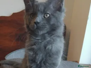 Maine Coon cats Maine coons kittens GCCF . Blue ( grey ) male - Advert 12