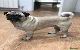 Pug dogs for stud: Champion Bloodline Male Pug Available for Breeding - Image 6