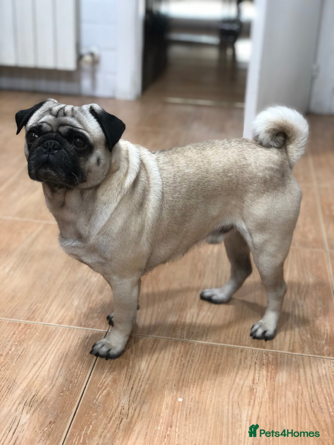 Pug dogs for stud: Champion Bloodline Male Pug Available for Breeding - Image 6