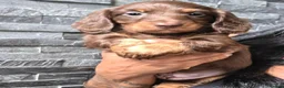 Miniature Dachshund dogs for stud: **RogueRoyales Stud Cartier** PRA Clear  - Advert 23