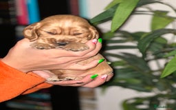 Cocker Spaniel dogs for sale: KC Stunning Golden Show-Type Cocker Spaniel  - Advert 17