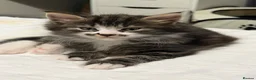 Mixed Breed cats for sale: BEAUTIFUL HOME REARED TABBY KITTENS ready 19/08/26 - Advert 38