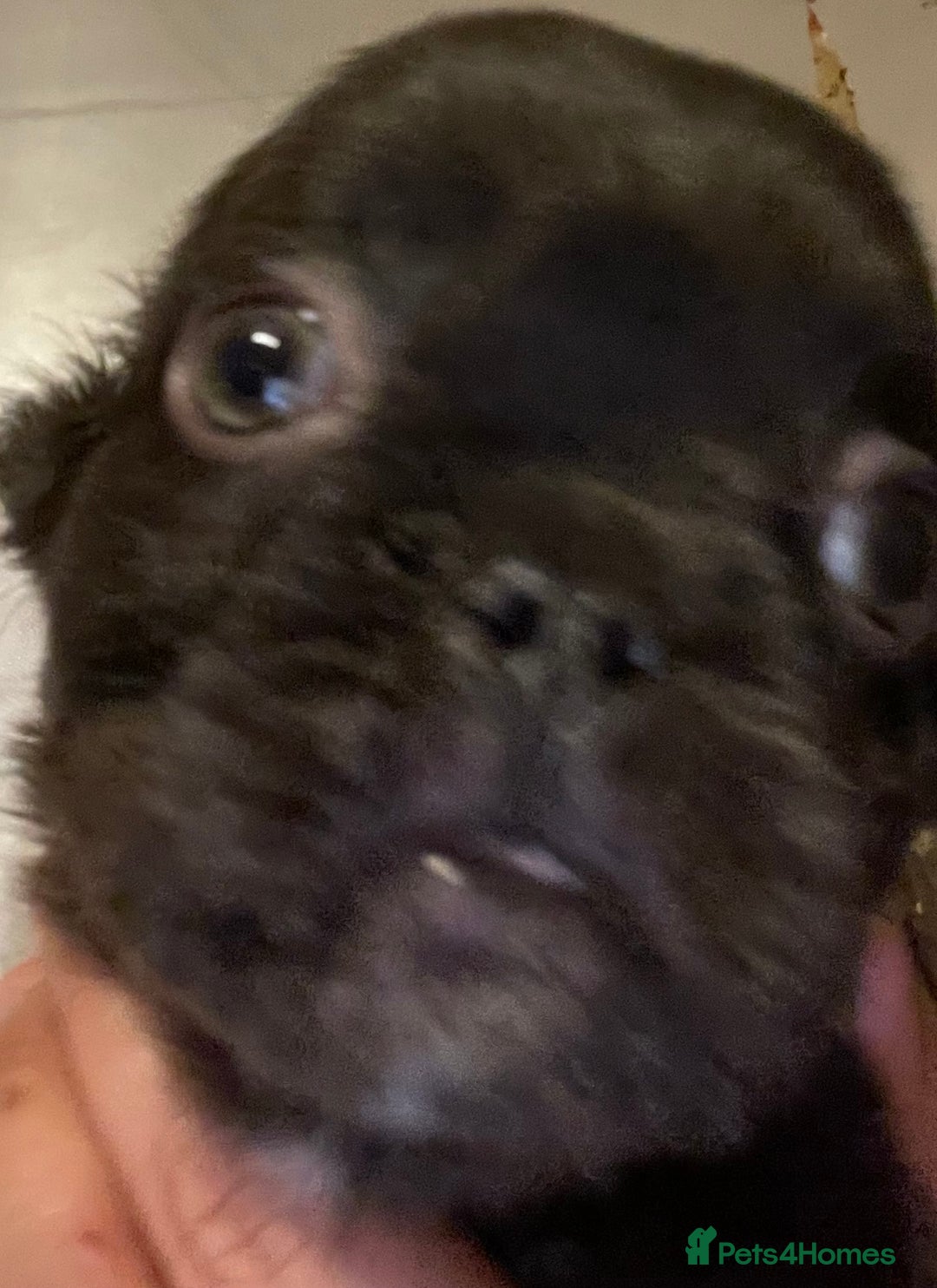 French Bulldog dogs for sale: Pedigree  French bulldogs ready to leave  - Image 27