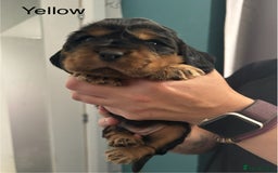 Cocker Spaniel dogs for sale: KC & HEALTH TESTED CHOC SABLE PUPS - Image 15