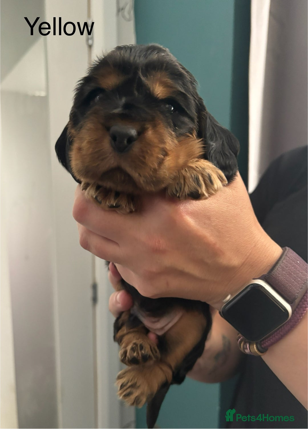 Cocker Spaniel dogs for sale: KC & HEALTH TESTED CHOC SABLE PUPS - Image 15