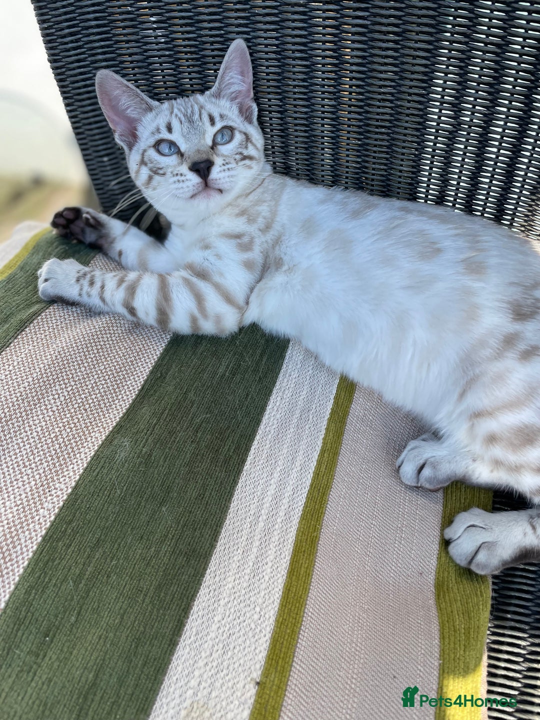 Bengal cats for sale: Sibling Bengals  - Image 10