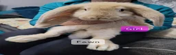 French Lop rabbits for sale: Pure Bred French Lop babies - Advert 1