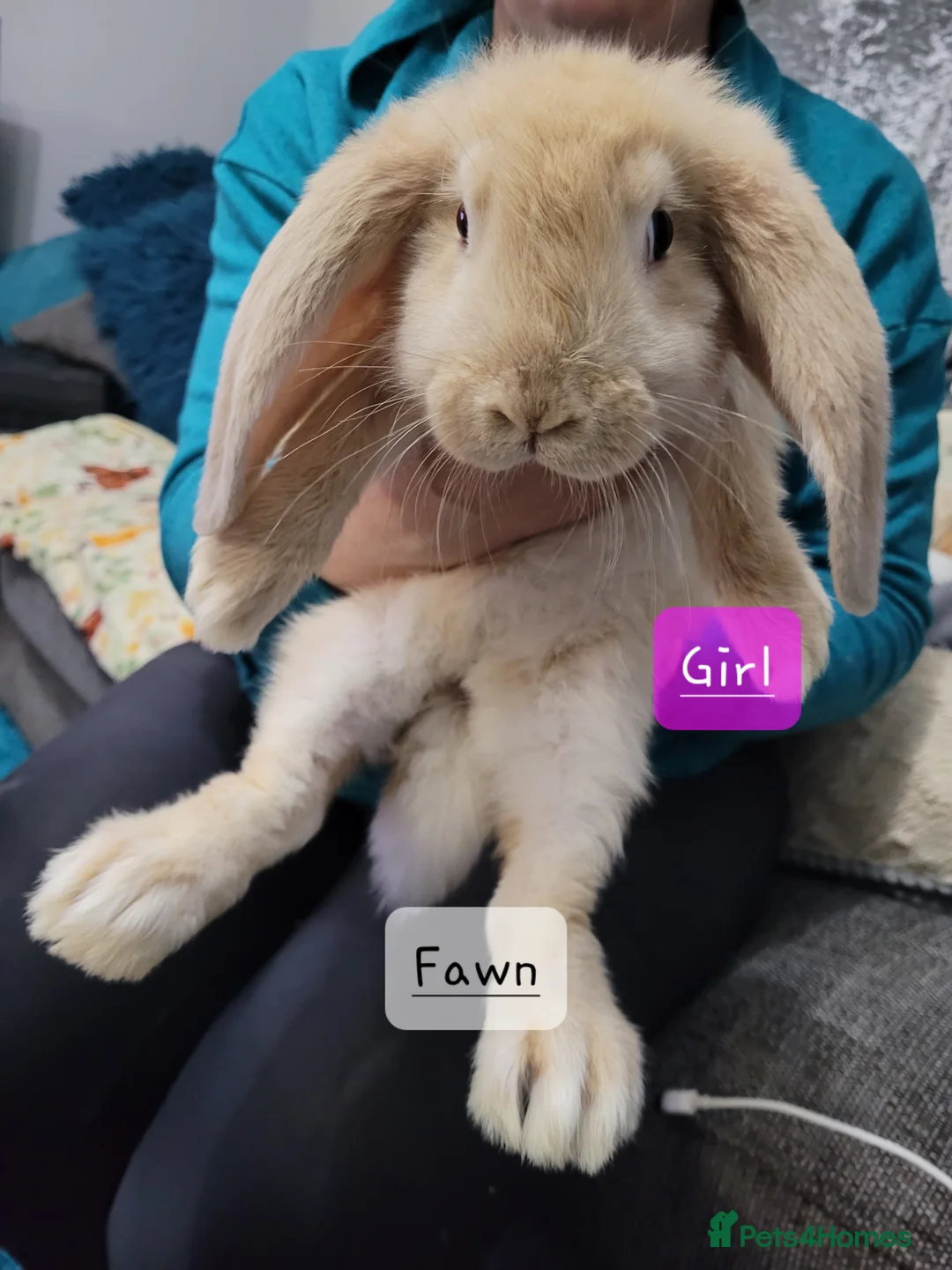 French Lop rabbits for sale: Pure Bred French Lop babies - Advert 1