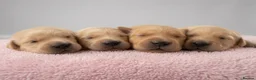 Golden Retriever dogs for sale: Beautiful Golden Retriever Puppies - Advert 23