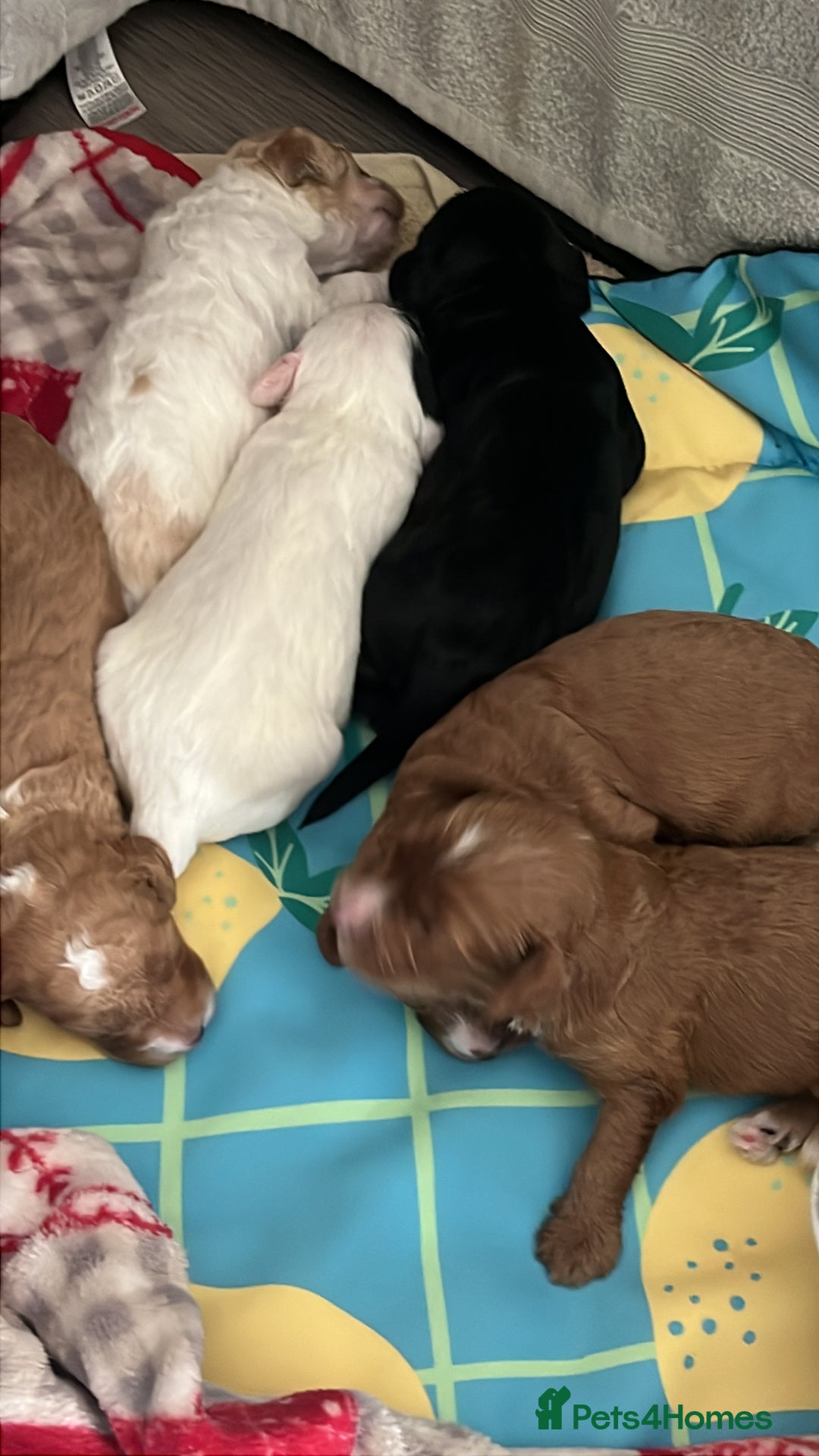 Mixed Breed dogs for sale: Beautiful puppies  - Image 5