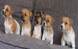 Jack Russell dogs for sale: Super quality vet docked working Jack Russells - Image 1