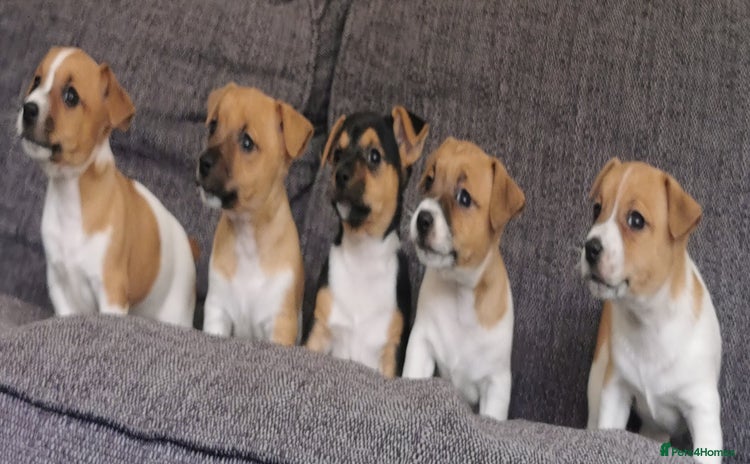 Jack Russell dogs - Advert 4