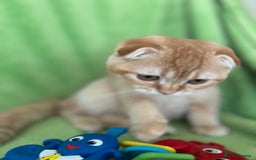 Scottish Fold cats for sale: Beautiful kittens just for you - Image 37