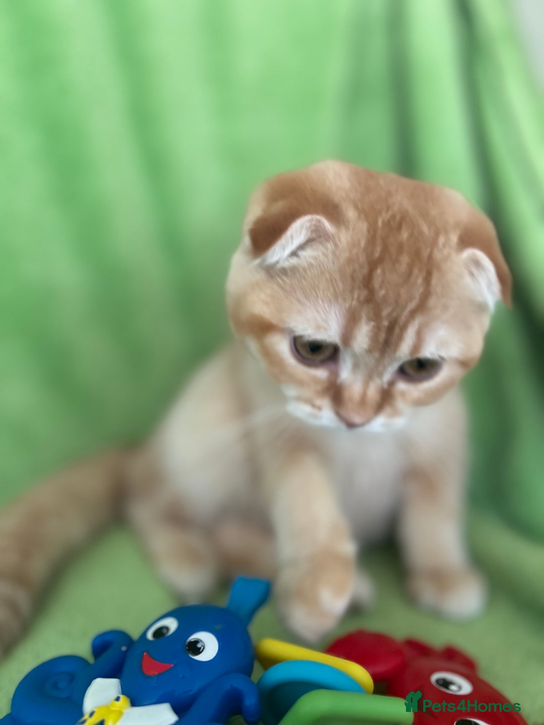 Scottish Fold cats for sale: Beautiful kittens just for you - Image 37