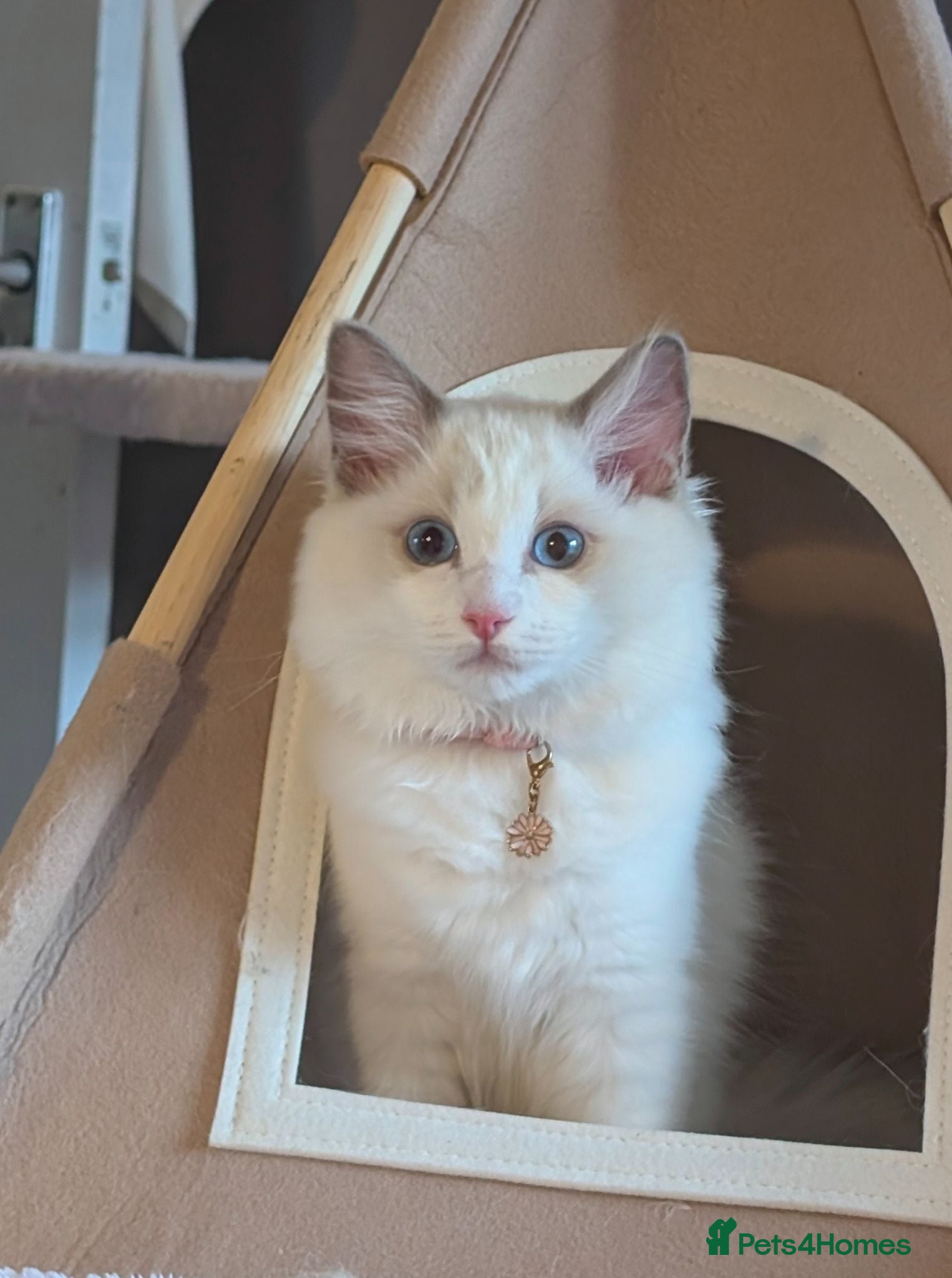 Ragdoll cats Last kitten left Tica imperial grand champion line - Advert 2