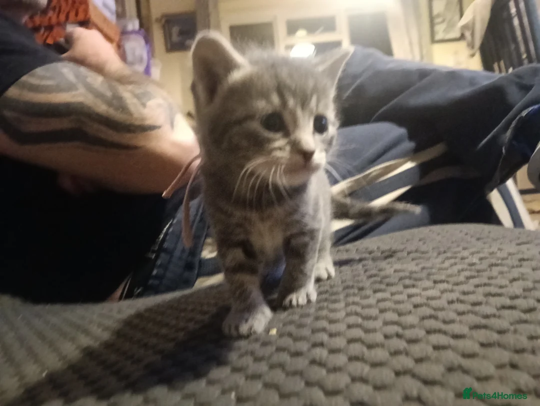 Mixed Breed cats for sale: Beautiful grey/tabby kittens - Advert 3