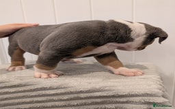 Old Tyme Bulldog dogs for sale: Kyro & Lyla Litter Old Tyme Old English Bullgdog - Image 18