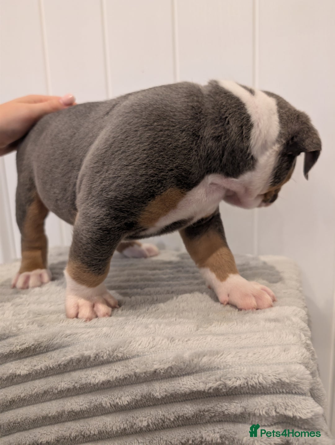 Old Tyme Bulldog dogs for sale: Kyro & Lyla Litter Old Tyme Old English Bullgdog - Image 18