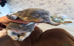 Pomchi dogs for sale: Primrose’s precious pomchi babies - Advert 16