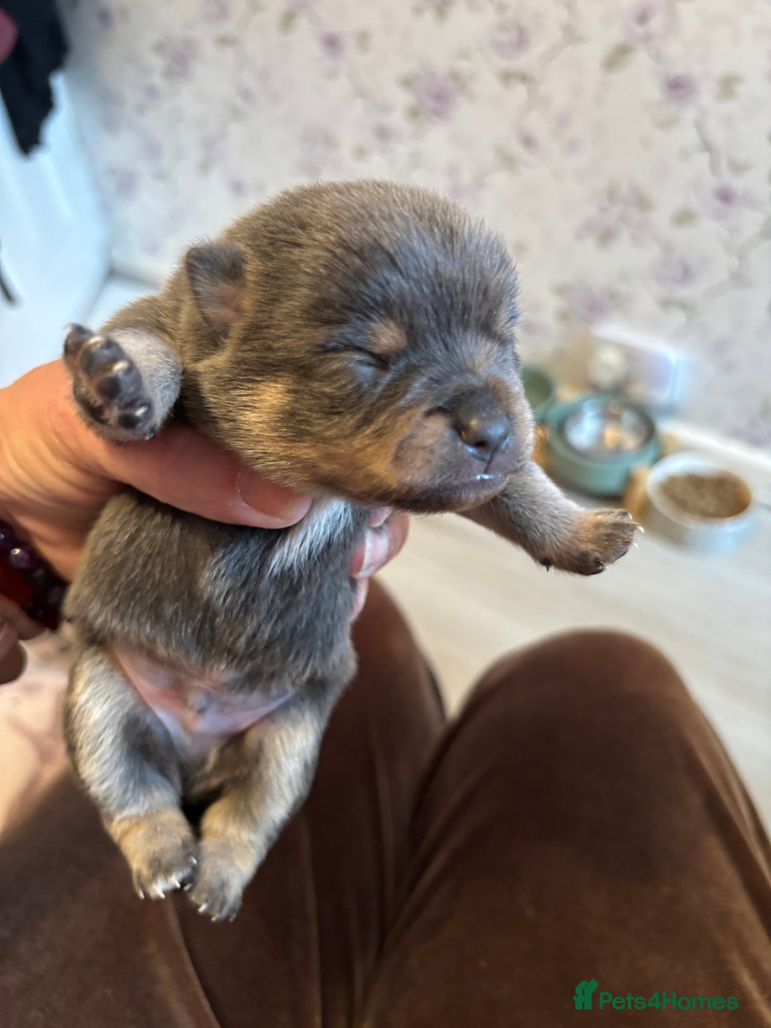 Pomchi dogs for sale: Primrose’s precious pomchi babies - Advert 16