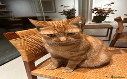 Mixed Breed cats for sale: Ginger cat - Image 2