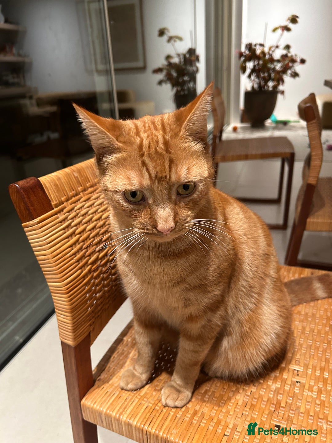 Mixed Breed cats for sale: Ginger cat - Image 2