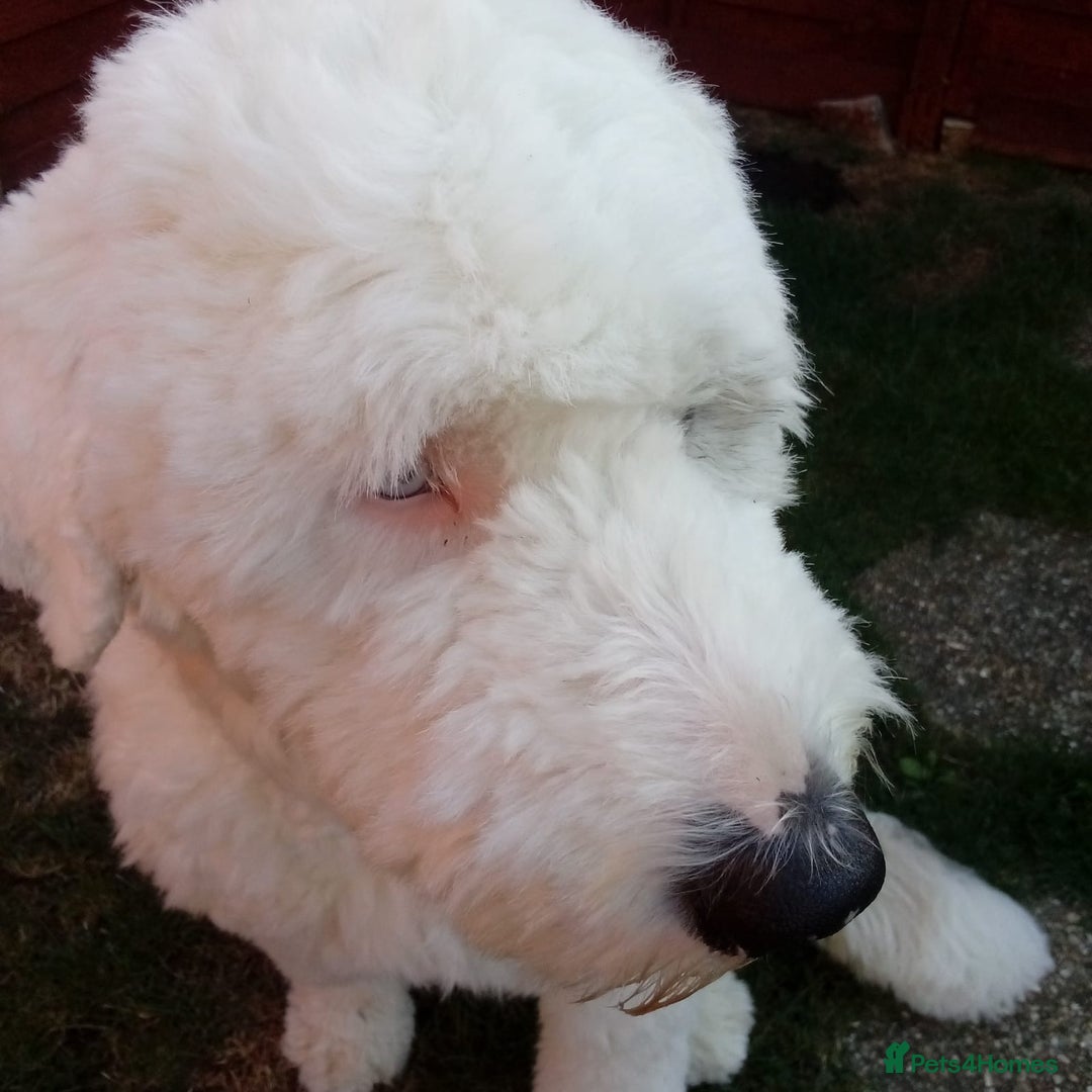 Old English Sheepdog dogs for sale: Old English Sheepdog – 11 Mths Loving Home Needed  - Image 4