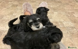 Miniature Schnauzer dogs for sale: BLACK AND SILVER PUPPIES EXCEPTIONAL PEDIGREE - Image 7