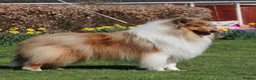 Rough Collie dogs for sale: 2 LOVELY MALES ARE AVAILABLE FOR SERVATION;  - Advert 5