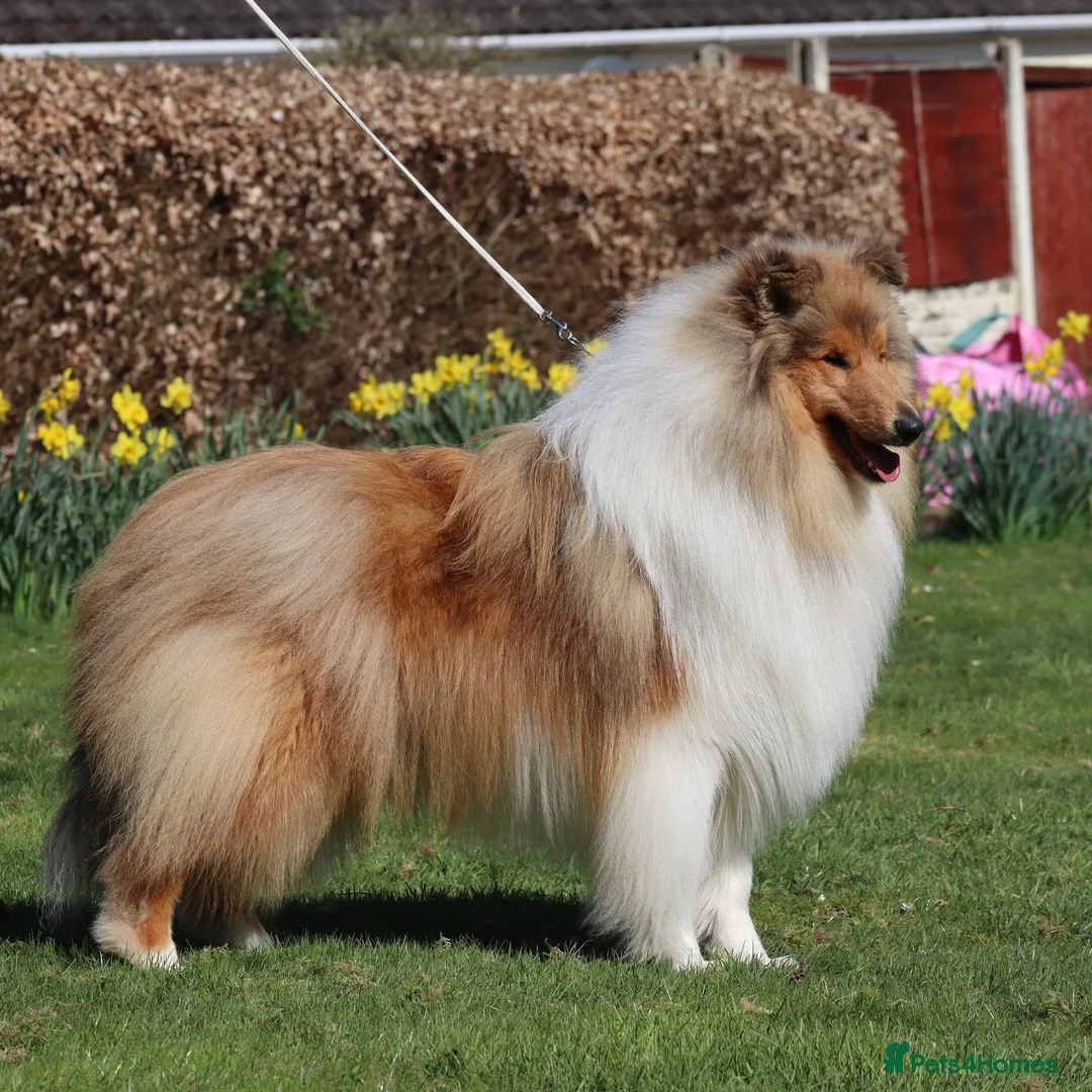 Rough Collie dogs for sale: 2 LOVELY MALES ARE AVAILABLE FOR SERVATION;  - Advert 5