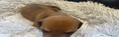 Red Brown Boy (with darker shading on ears and back)