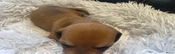 Miniature Dachshund dogs for sale: Beautiful Purebred Miniature Dachshund Puppies 🐾 - Advert 16