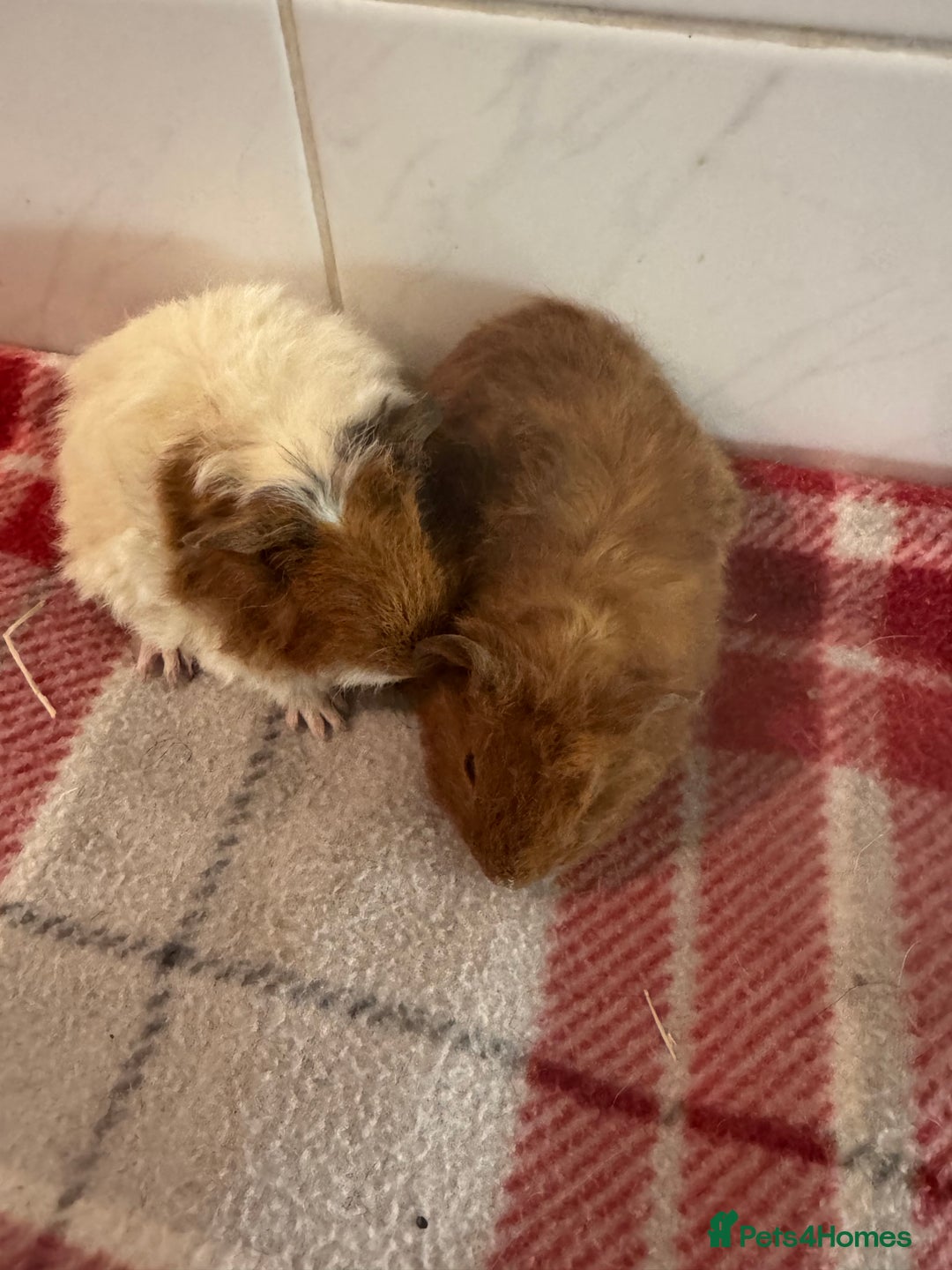 Guinea Pig rodents for sale: Beautiful baby guinea pigs  - Advert 7