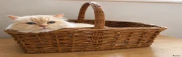Ragdoll cats for sale: Stunning Flamepoint Ragdoll Queen - Advert 6