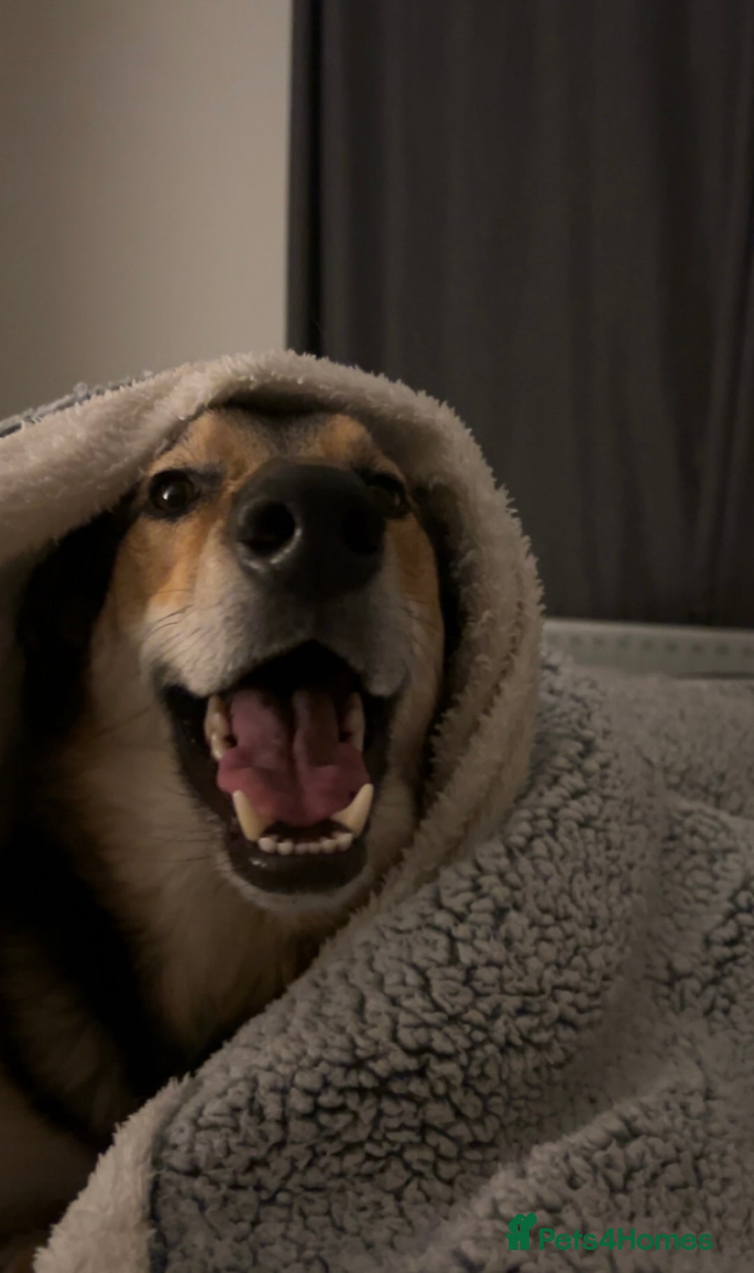 Mixed Breed dogs for sale: German Shephard x Collie - Image 4