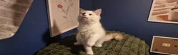 Ragdoll cats for sale: A very rare litter of kittens.  - Advert 15