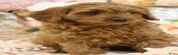 Cavapoo dogs for sale: *HEALTH TESTED* Cavapoo Puppies - Advert 19
