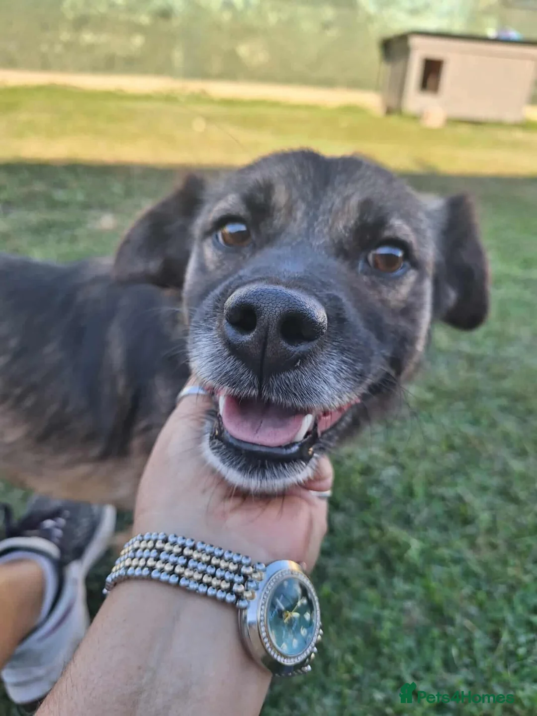 Mixed Breed dogs for adoption: Etta for adoption - Advert 1