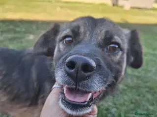 Mixed Breed dogs Etta for adoption - Advert 1