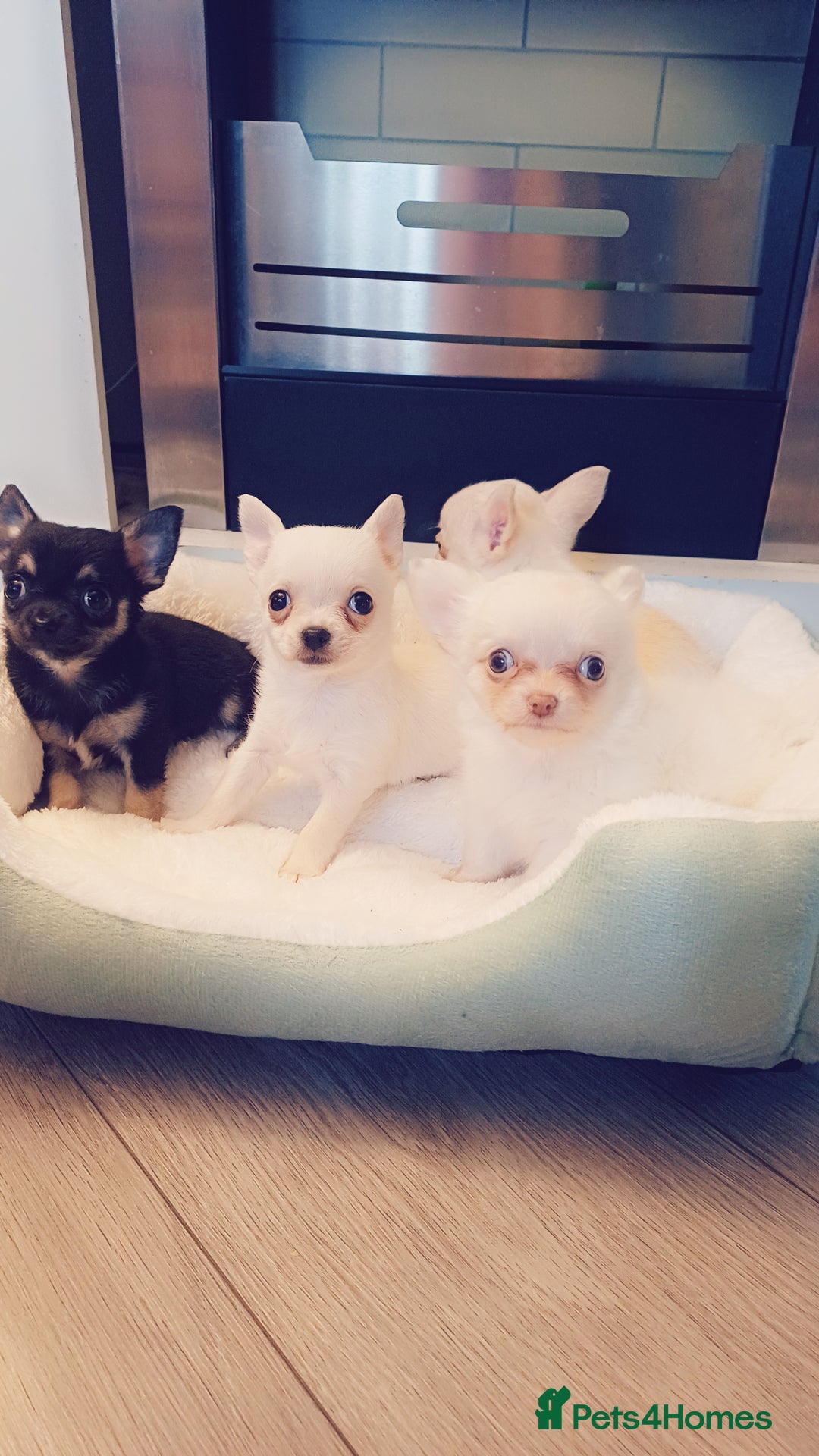 Chihuahua dogs for sale: Pedigree chihuahua puppies for sale - Advert 3