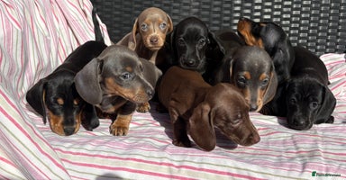 Dachshund dogs - Advert 16