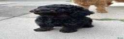 Toy Poodle dogs for sale: Toy poodle  puppies boy Kc  - Advert 3