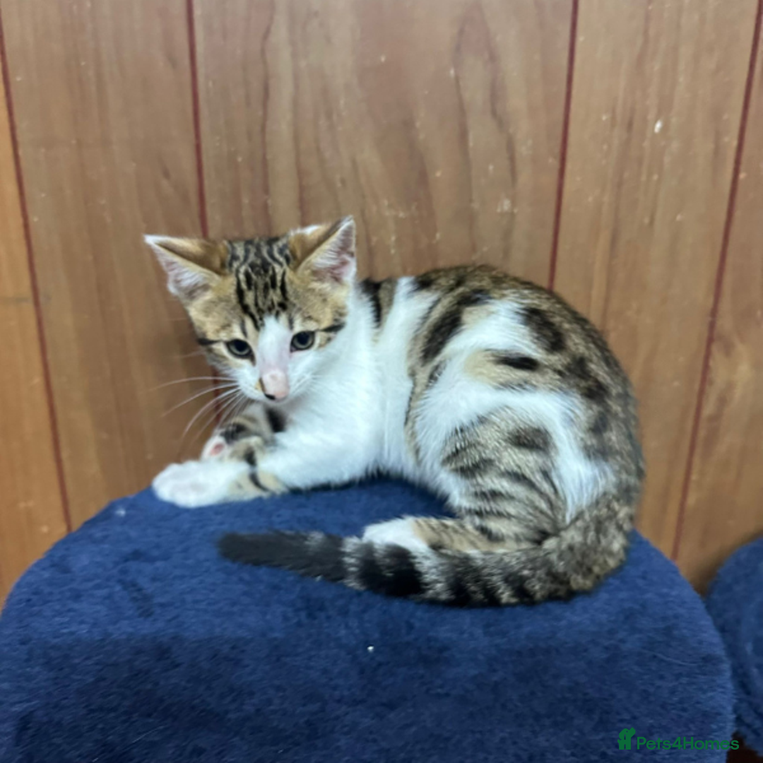 Bengal cats for sale: ​​Bengal X Ragdoll Mix Kittens - Ready to go! - Image 12