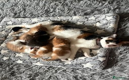 British Shorthair cats for sale: Two female kittens left  - Image 3