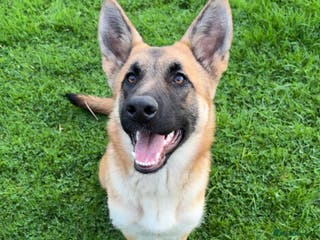 German Shepherd dogs Skye German shepherd - Advert 3